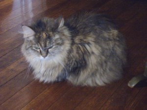 I wonder if there were any cats in Sherwood Forest. I think there were.