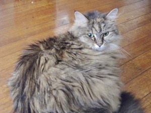 It's Feline Friday again