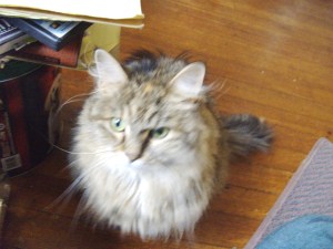 Workstation of the mews