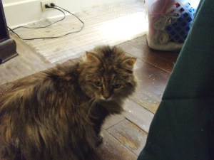 Random picture of Skye because my brain is fried.