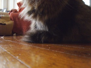 Cat selfies seldom work