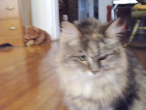 See? Full time fur coat. Toasty. 