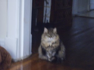 here comes the cat-vary