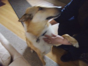 ridiculously handsome writer's dog