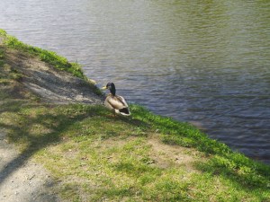 My park boyfriend?  (considering that he swam away, probably not :P)