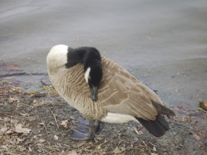 random waterfowl