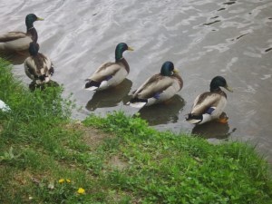 got all my ducks in a row...