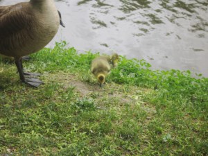 Goslings!