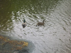 'ello, ducks...