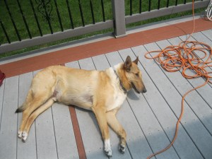 Bailey is very good with layout, but not the computer kind. 