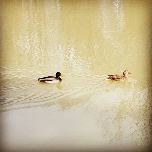 12801283_1140160539357309_6012874925866468332_n