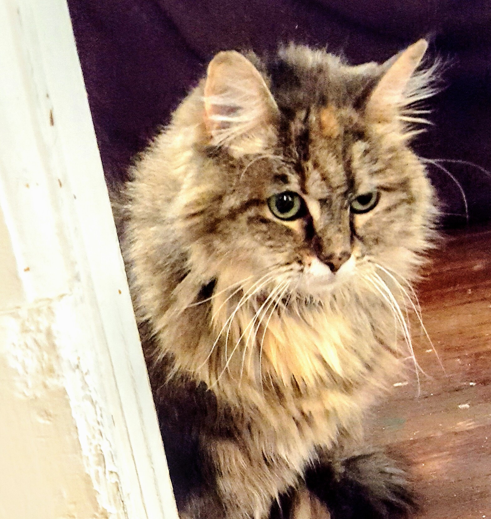 skyeomalleycat100217