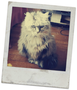 SkyeOMalleyCat040717