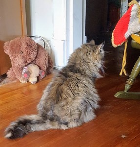 SkyeOMalleyCatlooksforuncle