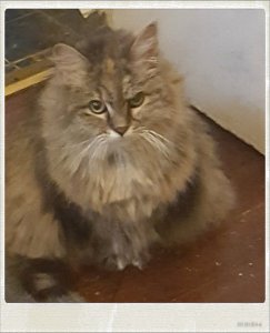 061117SkyeOMalleyCat