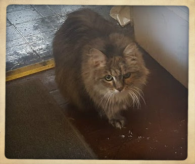 100118SkyeOMalleycat