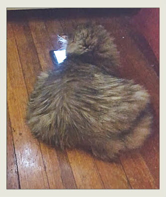 SkyeOMalleyCatgamerkitty