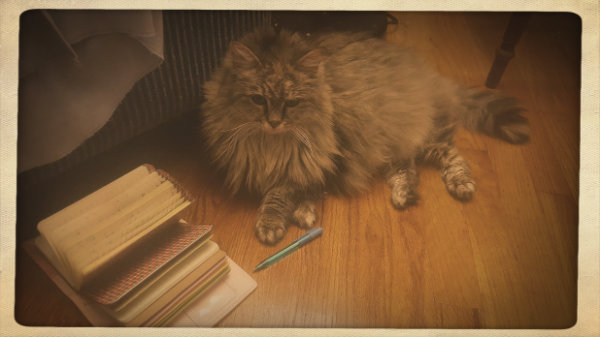 SkyeOMalleyCat250618