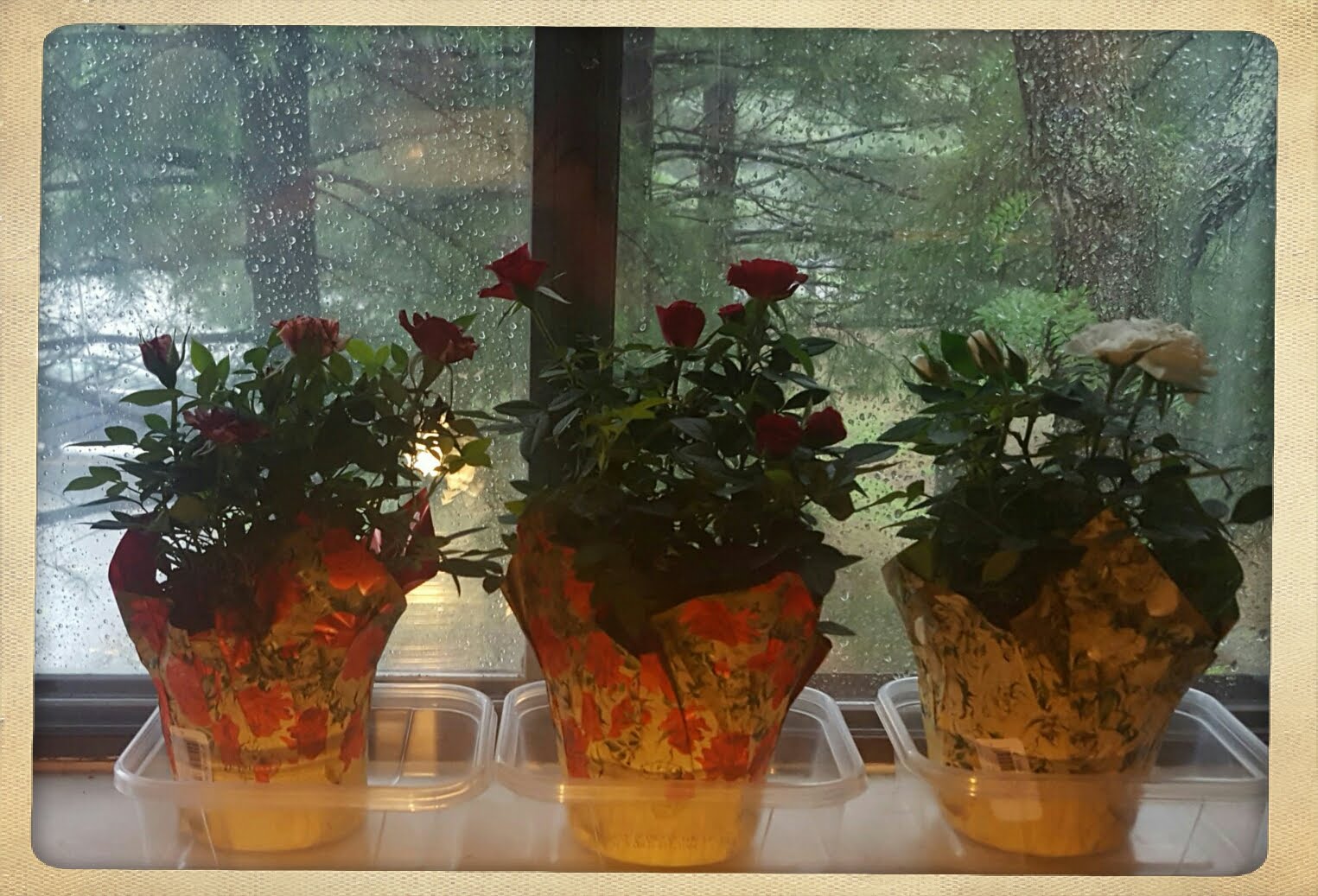 Pixlr_20180727141536360