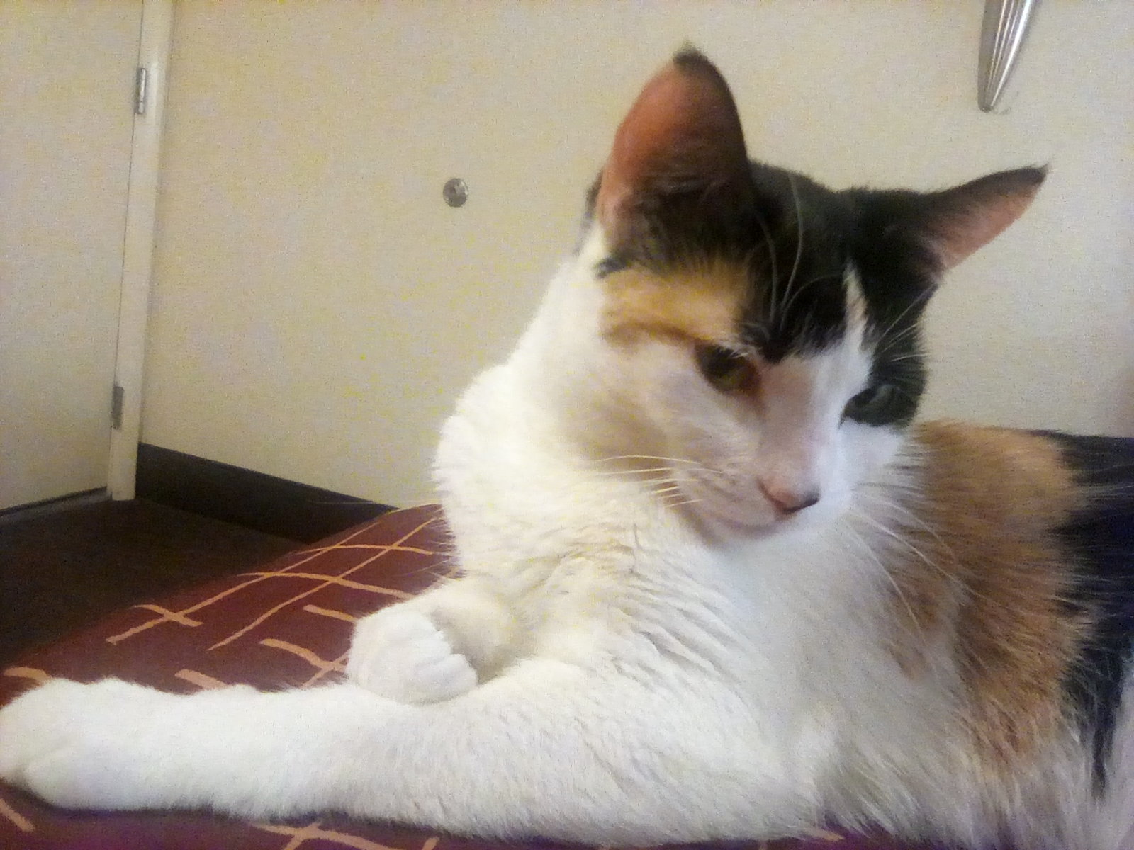 Calico cat, in demure pose.