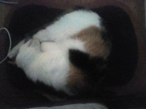 Black white and orange calico cat, curled in a ball, asleep