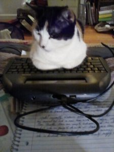 A calico cat sis with front legs folded on the keyboard of an Alphasmart. She looks like she is reading her work.