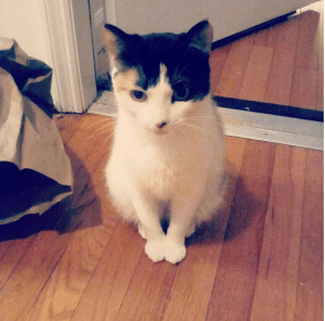 this image is of a calico cat, with orange  fur over one one eye, and black fur around the other. She is sitting up in a doorway, her expression alert and interested.
