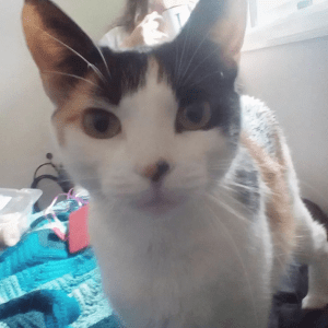 Black, white, and orange calico cat with a black arrow on her pink nose, looks directly into the camera, her ears erect. 