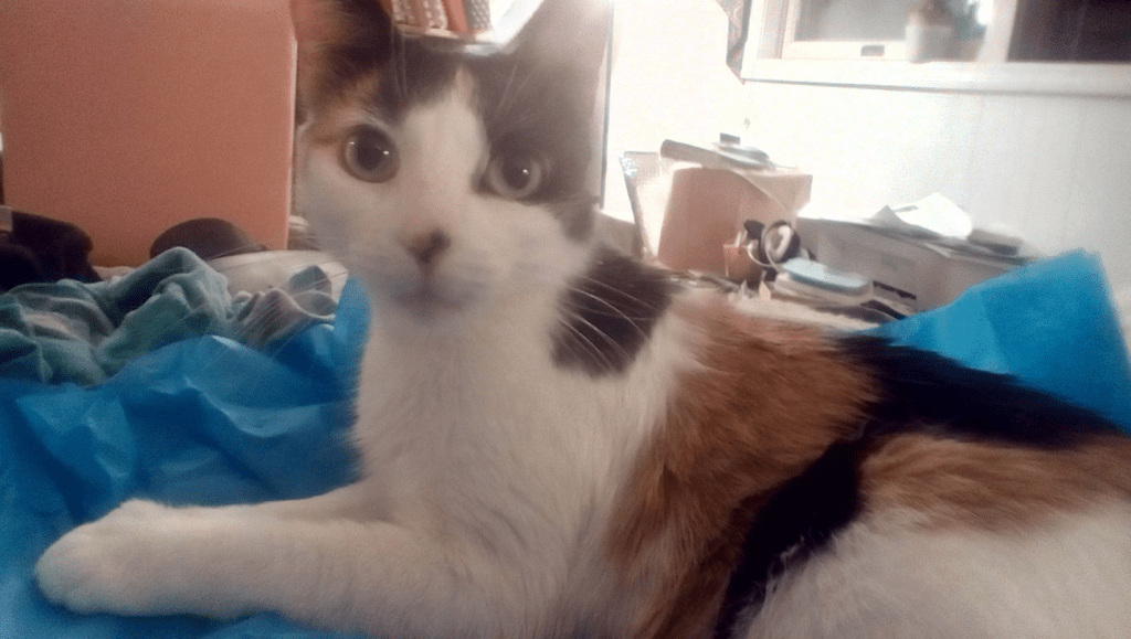 A black, white, and orange calico cat looks directly at the camera, ears alert, her expression curious