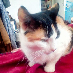 Profile of a calico cat, with an orange swath over her eye. 